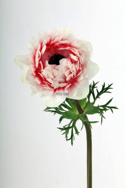 Anemone-Full-Star-Bicolore-Rouge.JPG