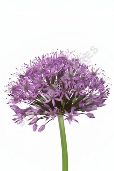 allium gladiator