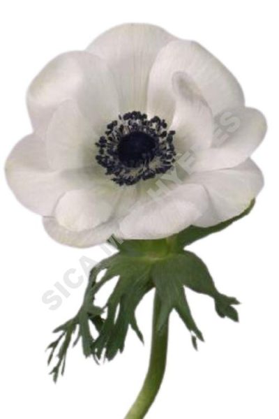 anémone galilée blanche