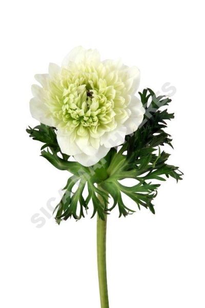 anémonefull star blanc