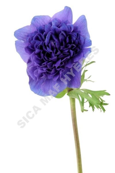 anémonefull star bleue