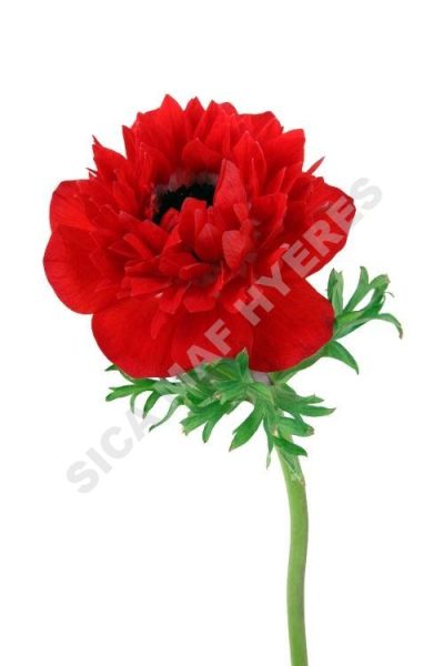 anémonefull star rouge