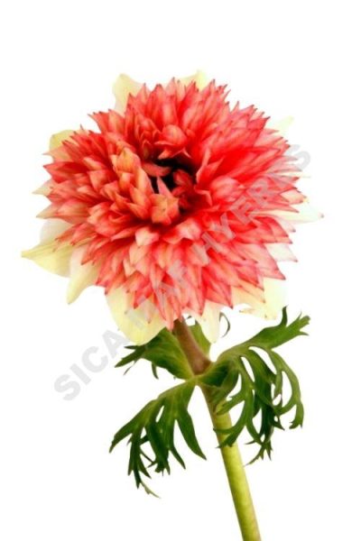 anf2 full star bic rouge