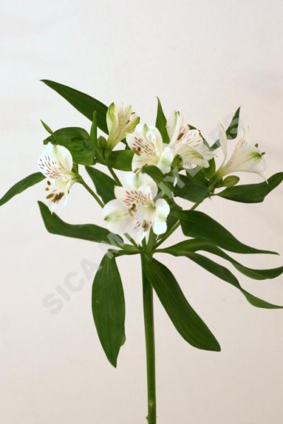 aopt pole star hortisud