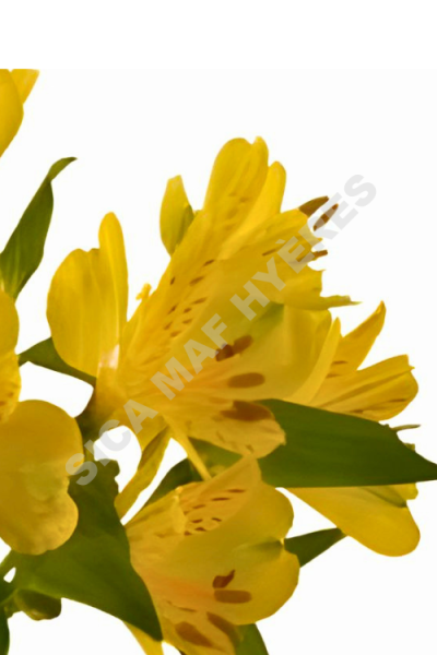 fleurs-france-SICA-alstroemeria