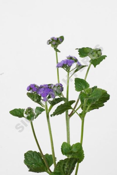 houstonianum-bleu-violine.jpg
