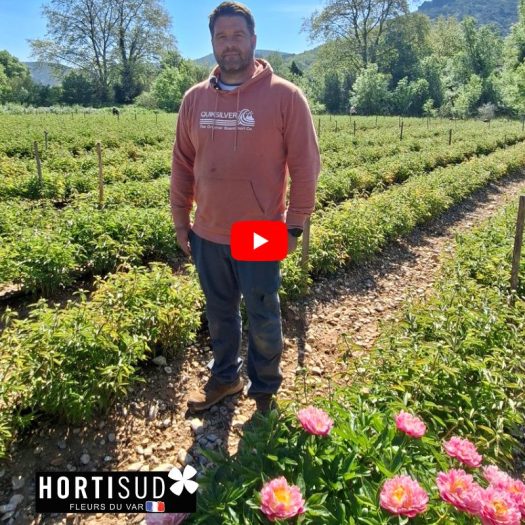portrait producteur pivoines